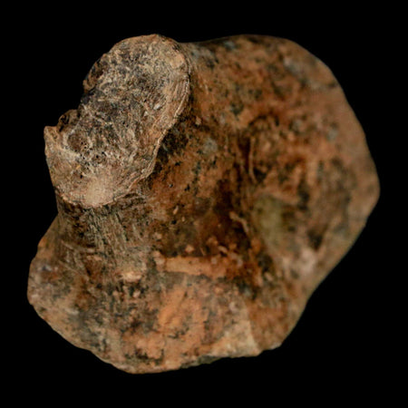 2" Struthiomimus Fossil Rib End Bone Lance Creek FM WY Cretaceous Dinosaur Age