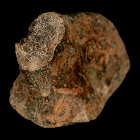 2" Struthiomimus Fossil Rib End Bone Lance Creek FM WY Cretaceous Dinosaur Age - Fossil Age Minerals