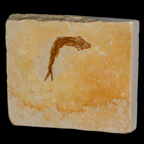 1.2" Hemisaurida Fossil Fish Plate Cretaceous Dinosaur Age Hakel Lebanon - Fossil Age Minerals