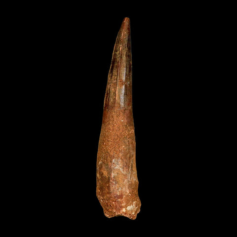 XL 3.7" Spinosaurus Fossil Tooth 100 Million Years Old Cretaceous Dinosaur COA