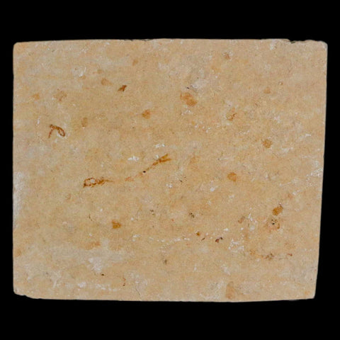 1.2" Hemisaurida Fossil Fish Plate Cretaceous Dinosaur Age Hakel Lebanon - Fossil Age Minerals