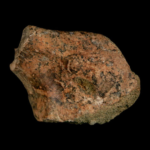 2" Struthiomimus Fossil Rib End Bone Lance Creek FM WY Cretaceous Dinosaur Age - Fossil Age Minerals