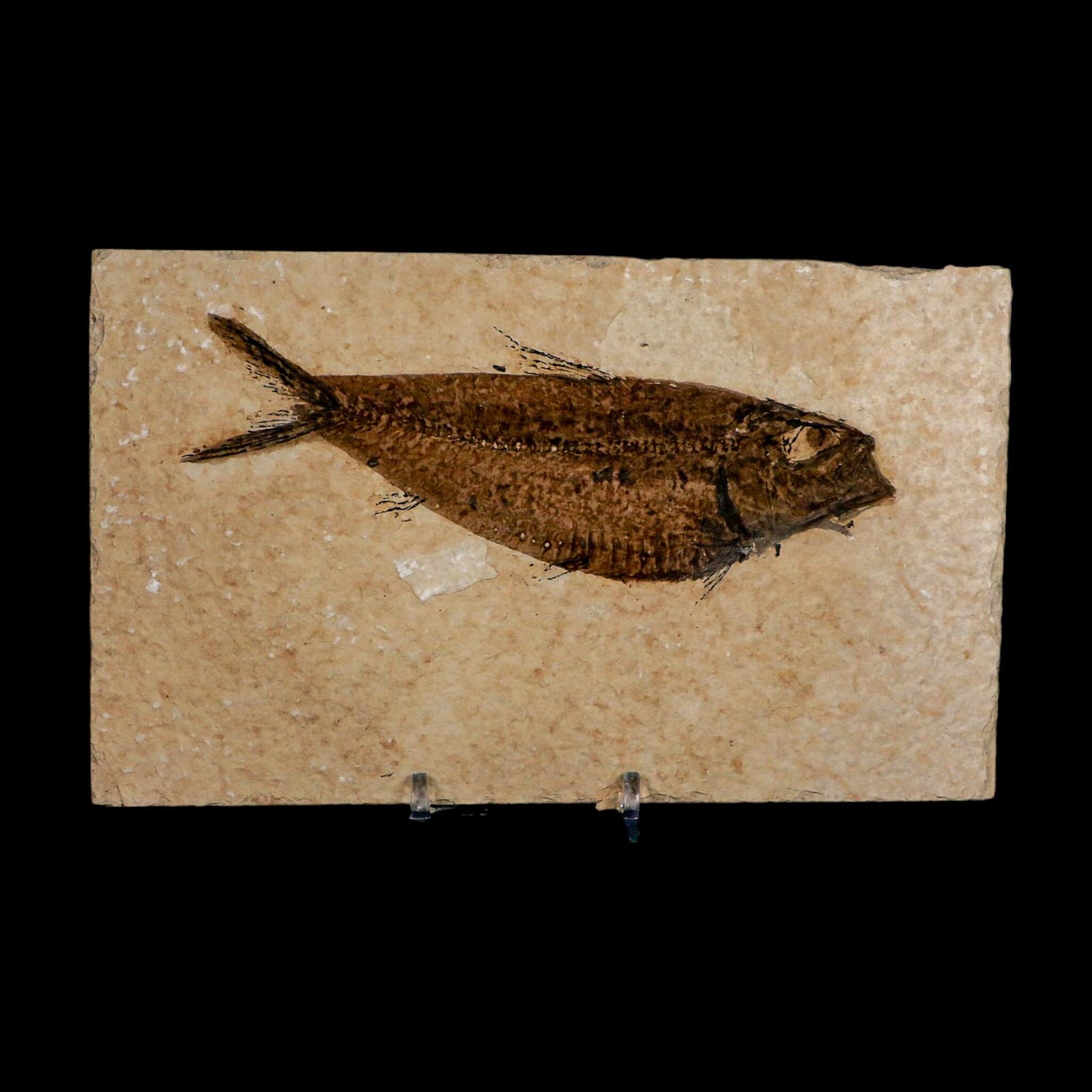 XXL 5.3" Knightia Eocaena Fossil Fish Green River FM WY Eocene Age COA And Stand - Fossil Age Minerals