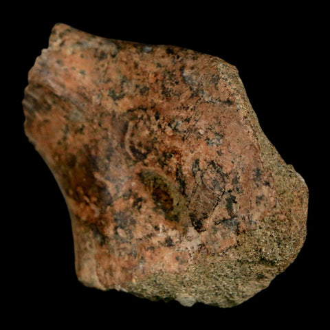 2" Struthiomimus Fossil Rib End Bone Lance Creek FM WY Cretaceous Dinosaur Age - Fossil Age Minerals