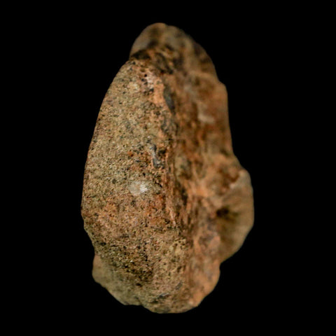 2" Struthiomimus Fossil Rib End Bone Lance Creek FM WY Cretaceous Dinosaur Age - Fossil Age Minerals