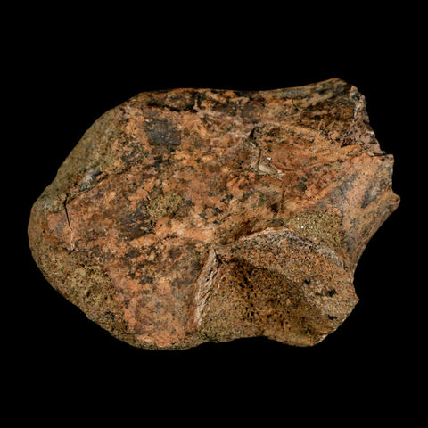 2" Struthiomimus Fossil Rib End Bone Lance Creek FM WY Cretaceous Dinosaur Age - Fossil Age Minerals