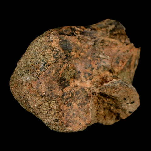 2" Struthiomimus Fossil Rib End Bone Lance Creek FM WY Cretaceous Dinosaur Age - Fossil Age Minerals