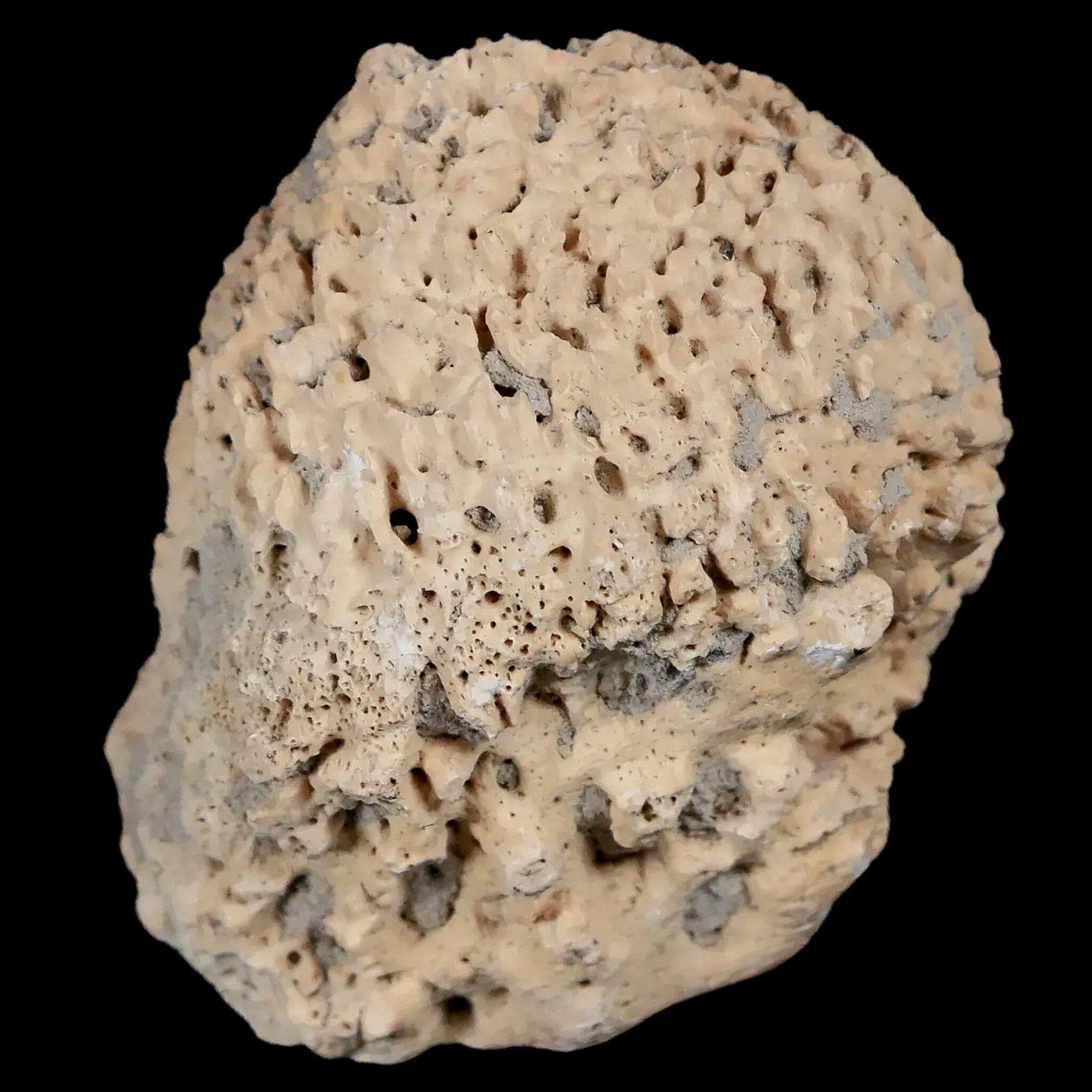 2" Glyptodon Fossil Osteoderm Spike Scute Plate Bony Armor Pleistocene Uruguay COA - Fossil Age Minerals