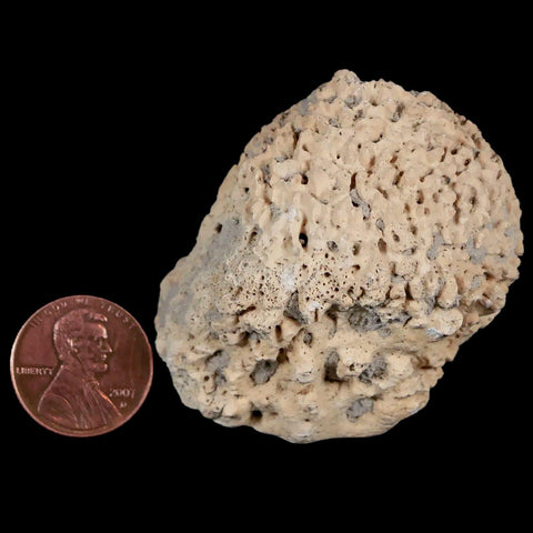 2" Glyptodon Fossil Osteoderm Spike Scute Plate Bony Armor Pleistocene Uruguay COA - Fossil Age Minerals