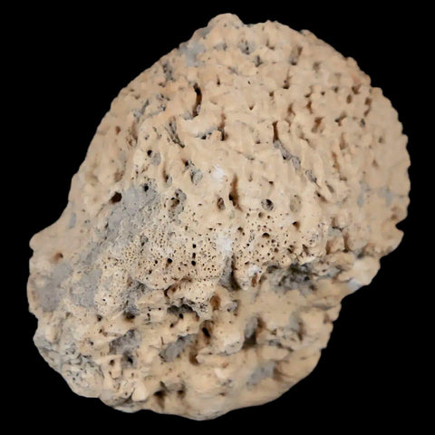 2" Glyptodon Fossil Osteoderm Spike Scute Plate Bony Armor Pleistocene Uruguay COA - Fossil Age Minerals