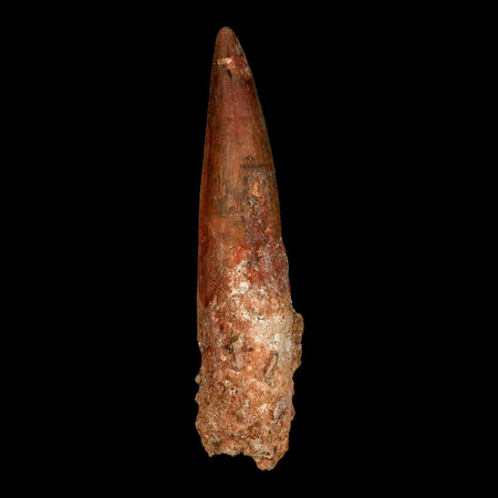 XXL 4.2" Spinosaurus Fossil Tooth 100 Million Years Old Cretaceous Dinosaur COA