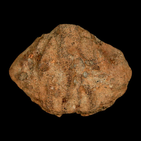 1.9" Struthiomimus Fossil Rib End Bone Lance Creek FM WY Cretaceous Dinosaur Age - Fossil Age Minerals