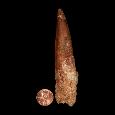 XXL 4.2" Spinosaurus Fossil Tooth 100 Million Years Old Cretaceous Dinosaur COA