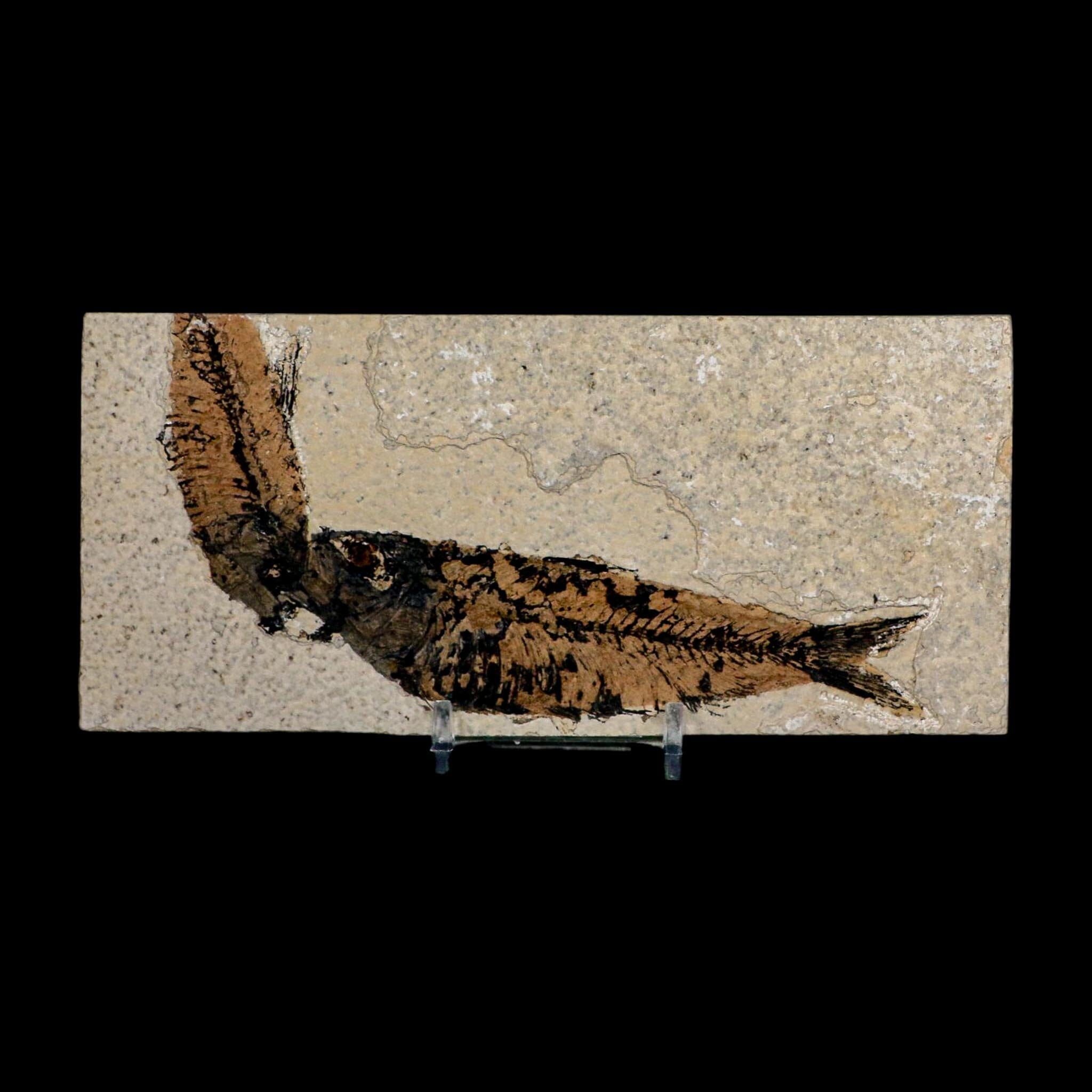 2 Two Knightia Eocaena Fossil Fish Green River FM Wyoming Eocene Age COA And Stand - Fossil Age Minerals