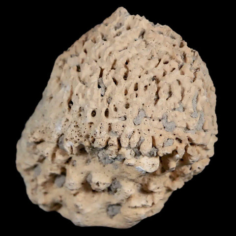 2" Glyptodon Fossil Osteoderm Spike Scute Plate Bony Armor Pleistocene Uruguay COA - Fossil Age Minerals