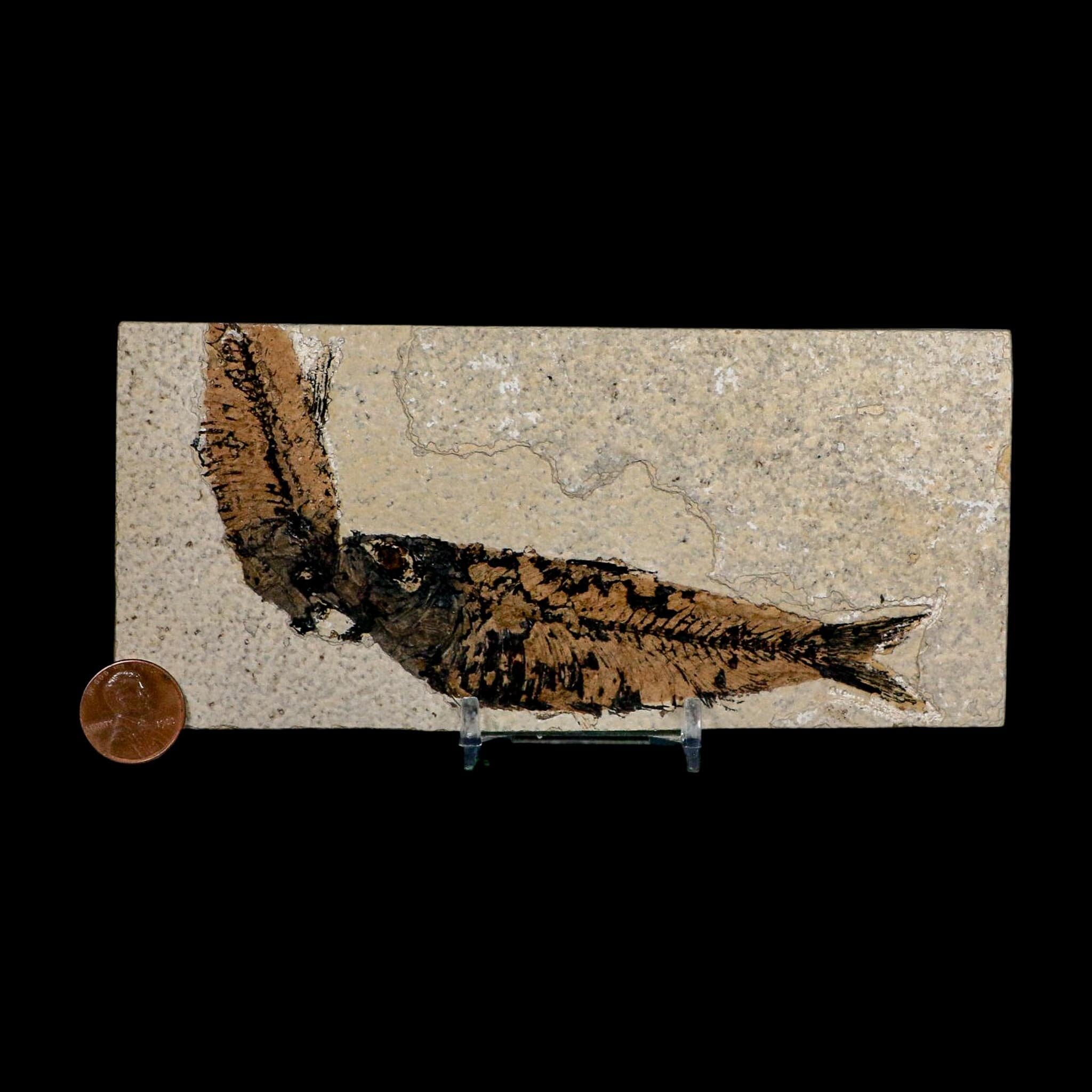 2 Two Knightia Eocaena Fossil Fish Green River FM Wyoming Eocene Age COA And Stand - Fossil Age Minerals
