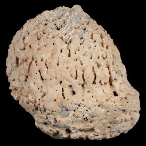 2" Glyptodon Fossil Osteoderm Spike Scute Plate Bony Armor Pleistocene Uruguay COA - Fossil Age Minerals