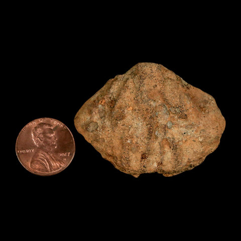 1.9" Struthiomimus Fossil Rib End Bone Lance Creek FM WY Cretaceous Dinosaur Age - Fossil Age Minerals