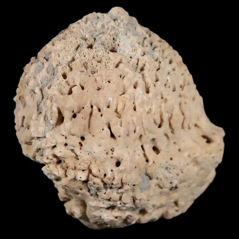 2" Glyptodon Fossil Osteoderm Spike Scute Plate Bony Armor Pleistocene Uruguay COA - Fossil Age Minerals