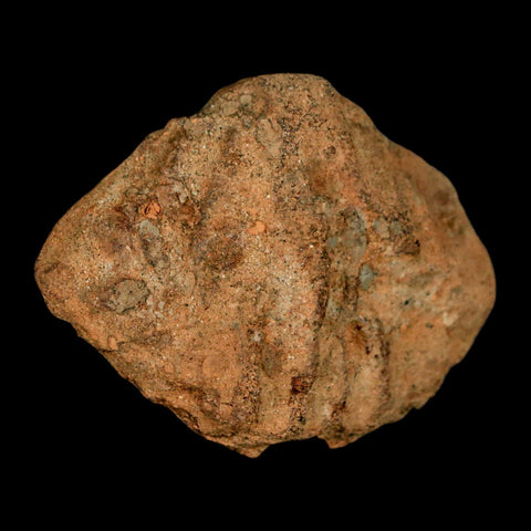 1.9" Struthiomimus Fossil Rib End Bone Lance Creek FM WY Cretaceous Dinosaur Age - Fossil Age Minerals