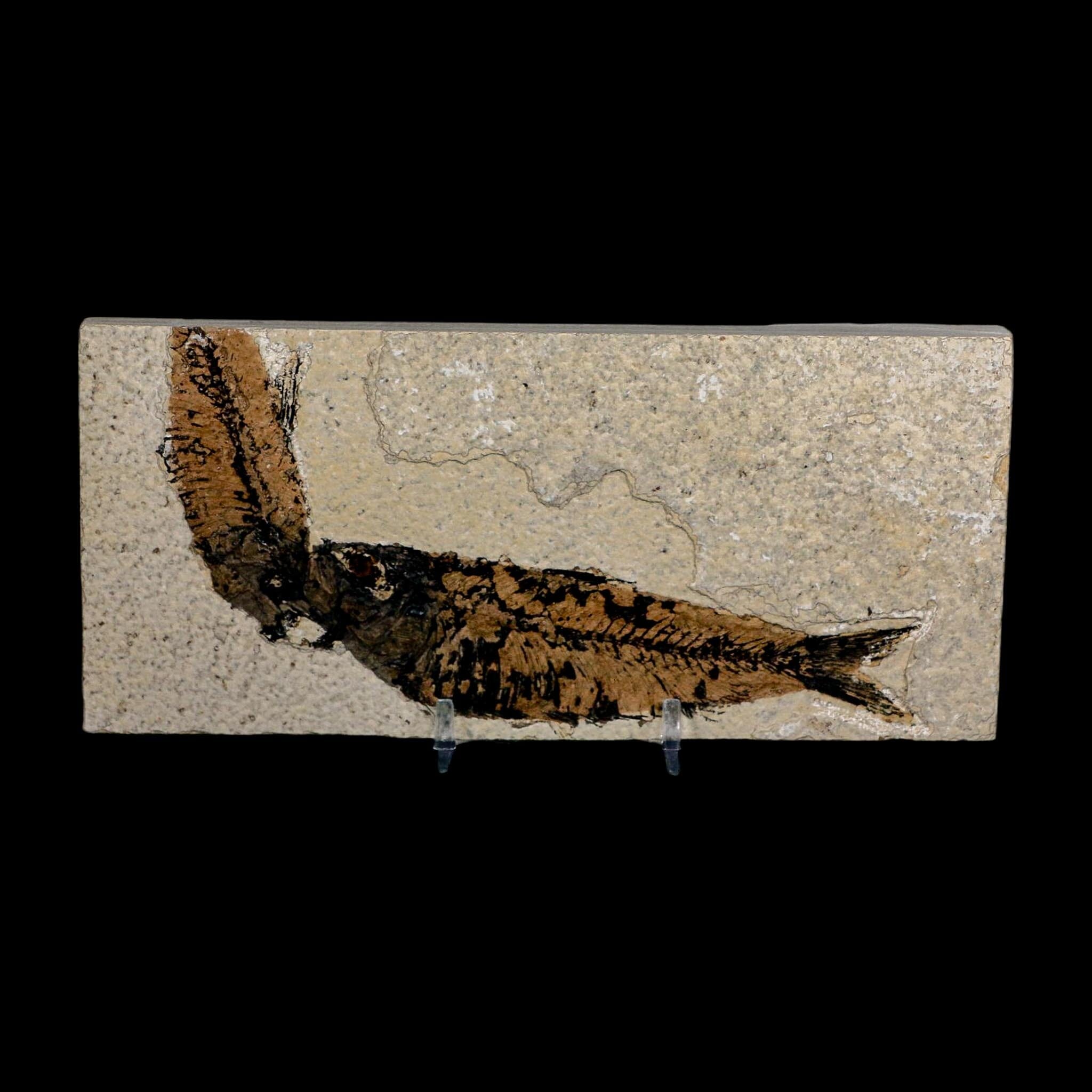 2 Two Knightia Eocaena Fossil Fish Green River FM Wyoming Eocene Age COA And Stand - Fossil Age Minerals