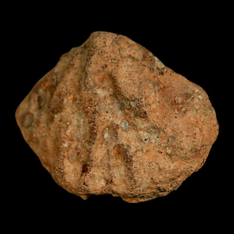 1.9" Struthiomimus Fossil Rib End Bone Lance Creek FM WY Cretaceous Dinosaur Age - Fossil Age Minerals