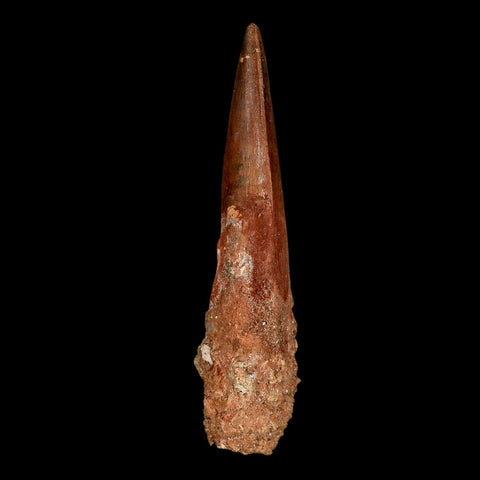 XXL 4.2" Spinosaurus Fossil Tooth 100 Million Years Old Cretaceous Dinosaur COA