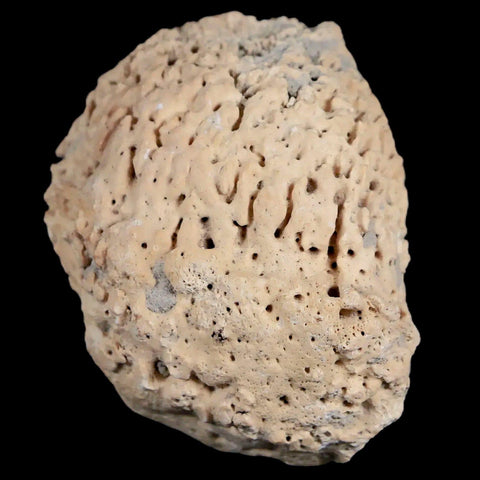2" Glyptodon Fossil Osteoderm Spike Scute Plate Bony Armor Pleistocene Uruguay COA - Fossil Age Minerals