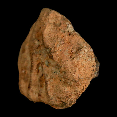 1.9" Struthiomimus Fossil Rib End Bone Lance Creek FM WY Cretaceous Dinosaur Age - Fossil Age Minerals