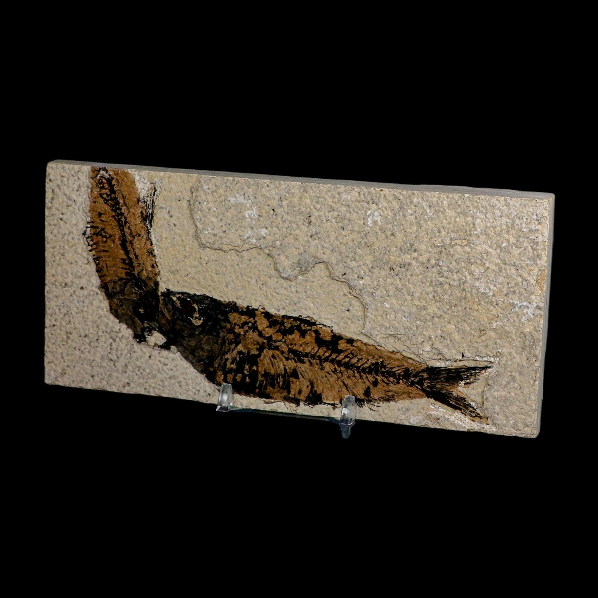 2 Two Knightia Eocaena Fossil Fish Green River FM Wyoming Eocene Age COA And Stand - Fossil Age Minerals