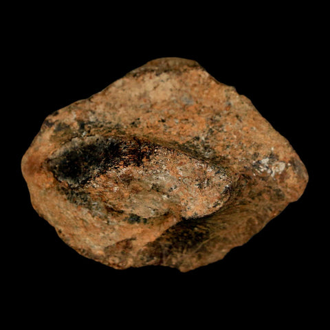 1.9" Struthiomimus Fossil Rib End Bone Lance Creek FM WY Cretaceous Dinosaur Age - Fossil Age Minerals