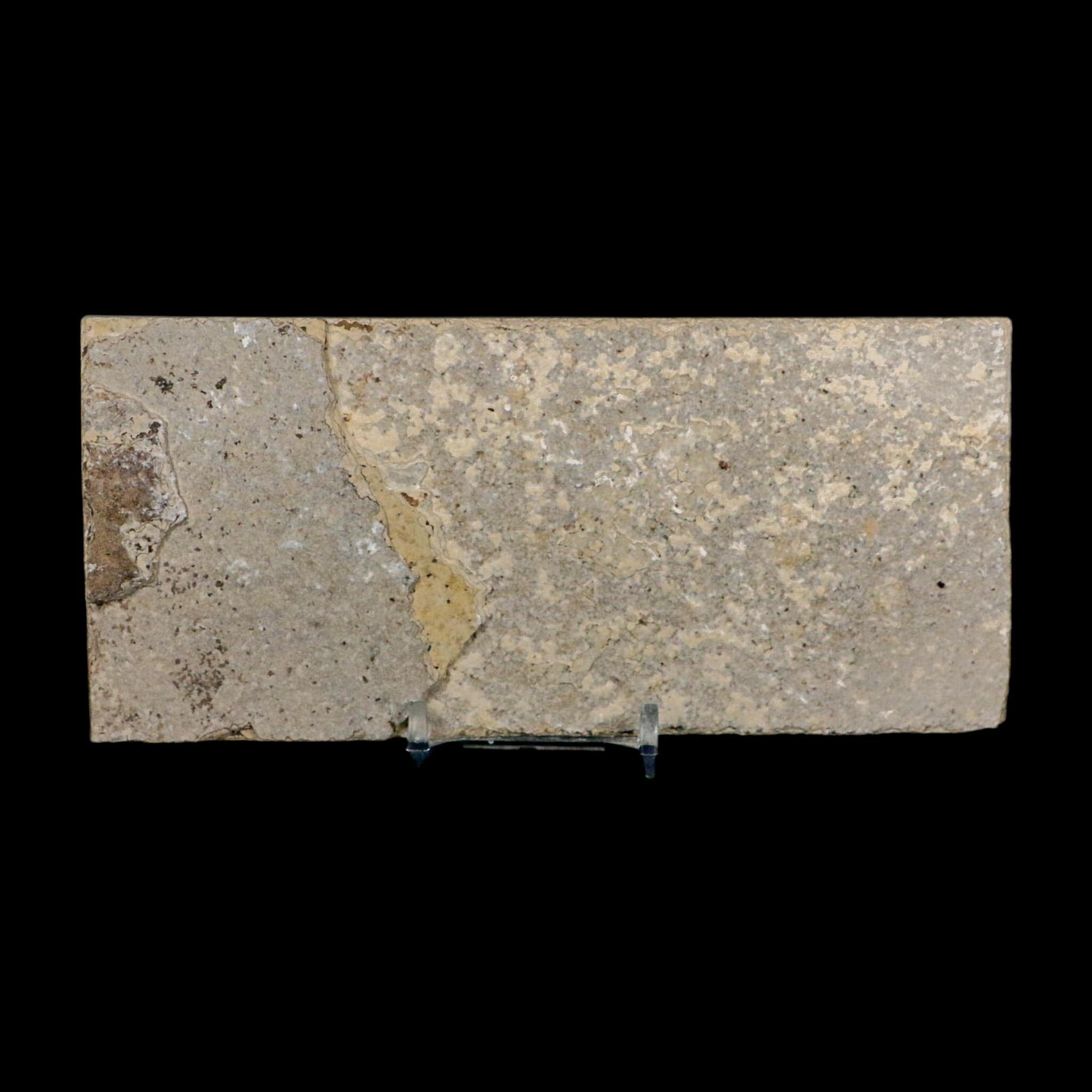 2 Two Knightia Eocaena Fossil Fish Green River FM Wyoming Eocene Age COA And Stand - Fossil Age Minerals