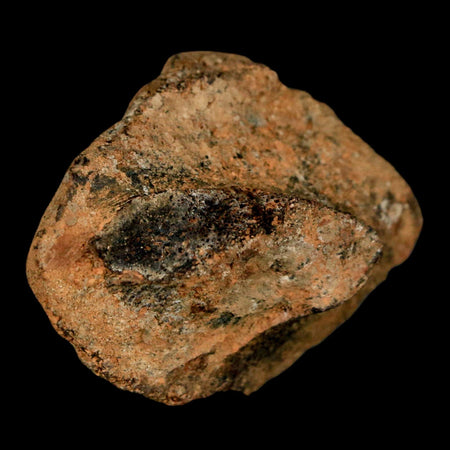 1.9" Struthiomimus Fossil Rib End Bone Lance Creek FM WY Cretaceous Dinosaur Age