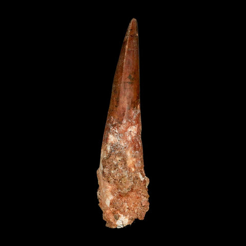 XXL 4.2" Spinosaurus Fossil Tooth 100 Million Years Old Cretaceous Dinosaur COA