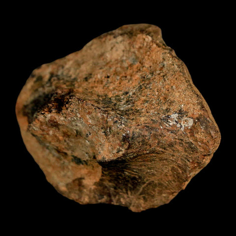 1.9" Struthiomimus Fossil Rib End Bone Lance Creek FM WY Cretaceous Dinosaur Age - Fossil Age Minerals