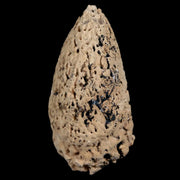2.4" Glyptodon Fossil Osteoderm Spike Scute Plate Bony Armor Pliocene Uruguay COA