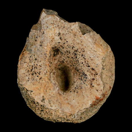 1.4" Struthiomimus Fossil Toe Bone Lance Creek FM WY Cretaceous Dinosaur Age