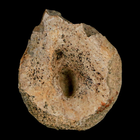 1.4" Struthiomimus Fossil Toe Bone Lance Creek FM WY Cretaceous Dinosaur Age - Fossil Age Minerals