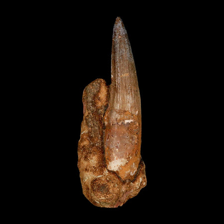 XL 3.5" Spinosaurus Fossil Tooth 100 Million Years Old Cretaceous Dinosaur COA