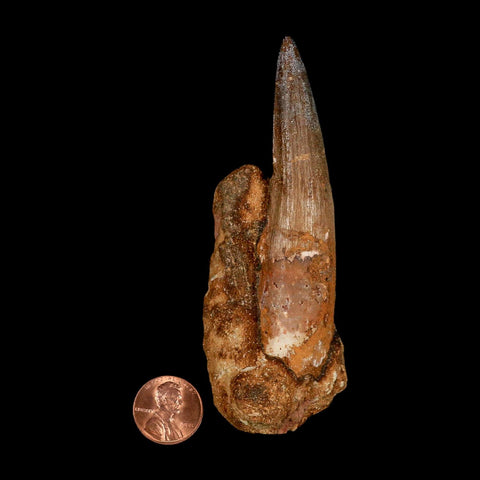 XL 3.5" Spinosaurus Fossil Tooth 100 Million Years Old Cretaceous Dinosaur COA