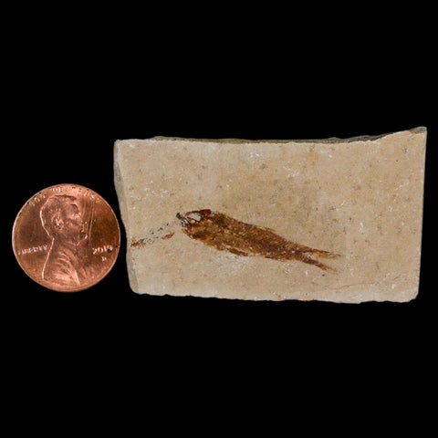 1.1" Hemisaurida Fossil Fish Plate Cretaceous Dinosaur Age Hakel Lebanon - Fossil Age Minerals