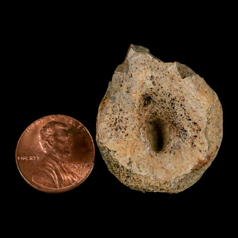 1.4" Struthiomimus Fossil Toe Bone Lance Creek FM WY Cretaceous Dinosaur Age - Fossil Age Minerals