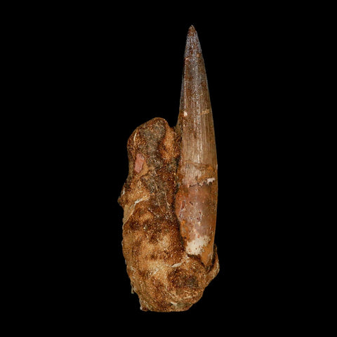 XL 3.5" Spinosaurus Fossil Tooth 100 Million Years Old Cretaceous Dinosaur COA