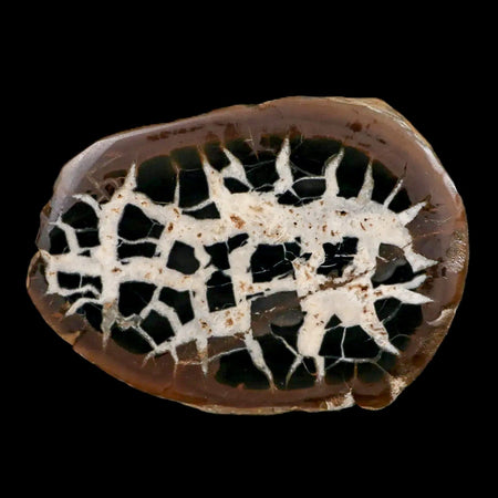 XL 3.2" Septarian Dragon Stone Polished Halves Nodule Mineral Specimen Morocco