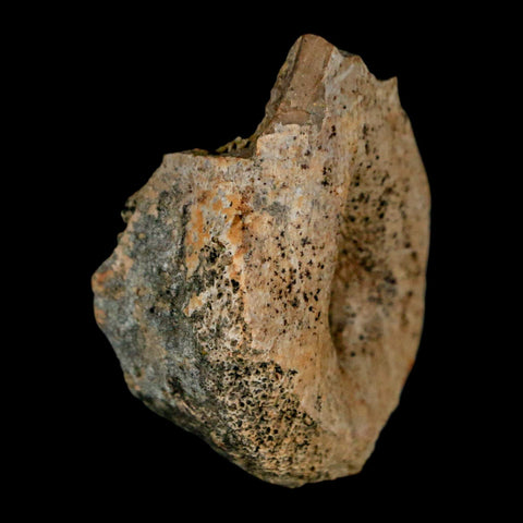 1.4" Struthiomimus Fossil Toe Bone Lance Creek FM WY Cretaceous Dinosaur Age - Fossil Age Minerals