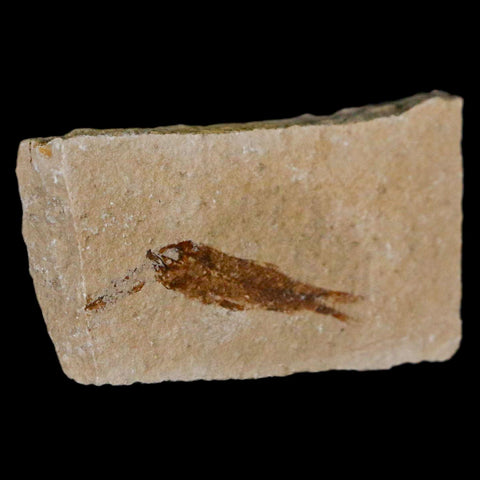 1.1" Hemisaurida Fossil Fish Plate Cretaceous Dinosaur Age Hakel Lebanon - Fossil Age Minerals