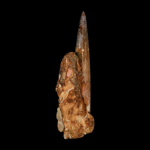XL 3.5" Spinosaurus Fossil Tooth 100 Million Years Old Cretaceous Dinosaur COA