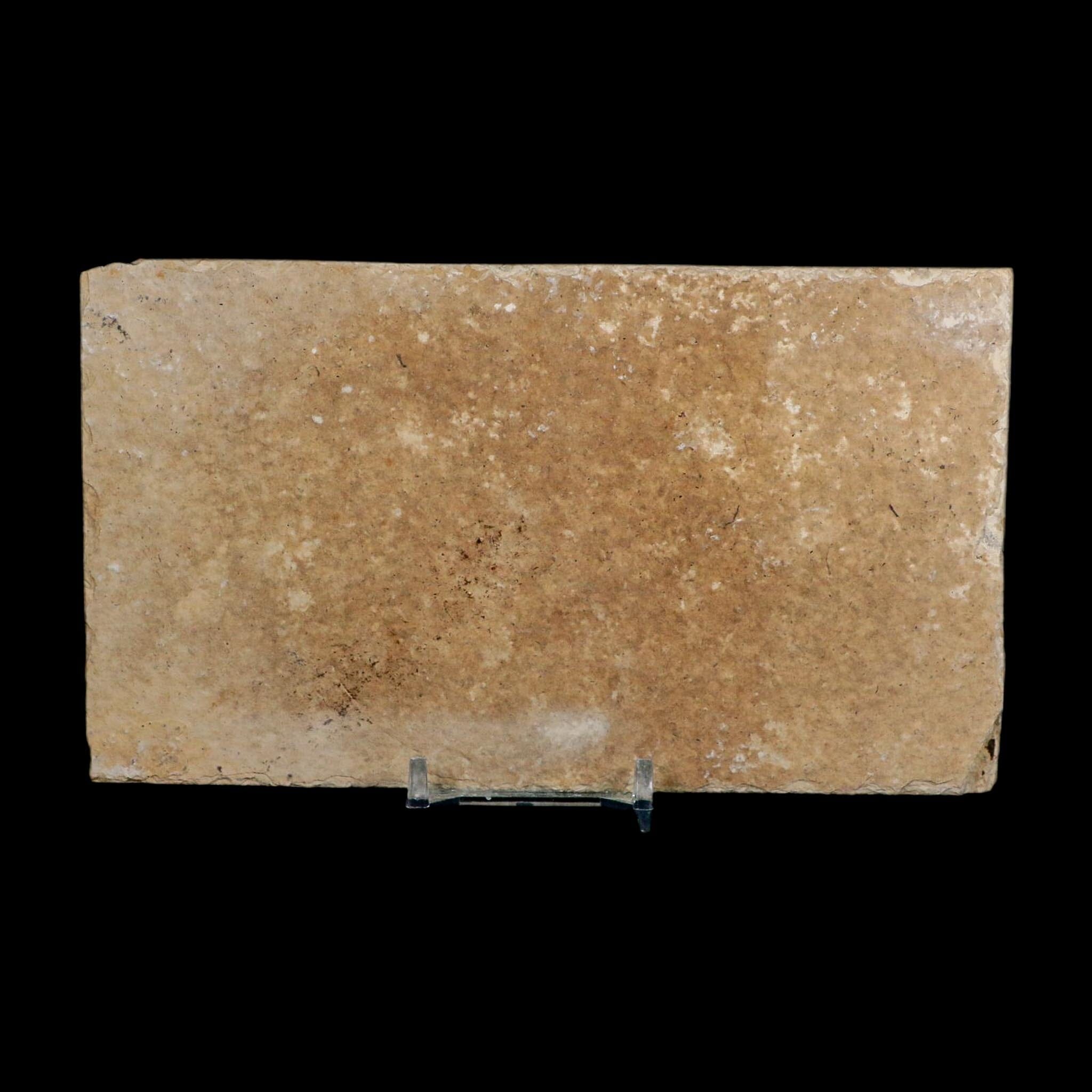 4.1" Diplomystus Dentatus Fossil Fish Green River FM WY Eocene Age COA, Stand - Fossil Age Minerals