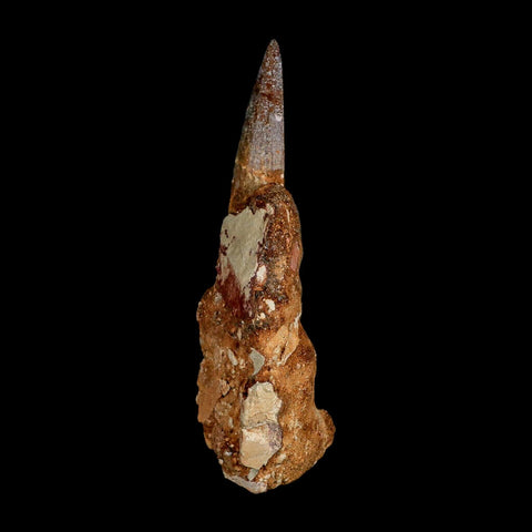 XL 3.5" Spinosaurus Fossil Tooth 100 Million Years Old Cretaceous Dinosaur COA