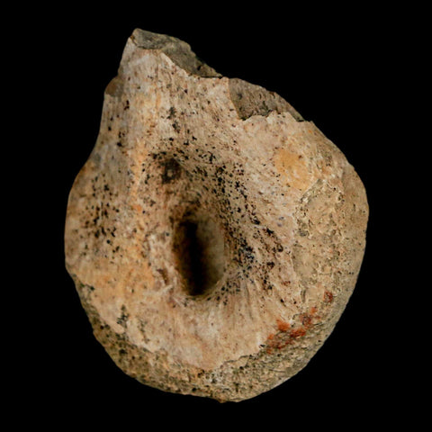 1.4" Struthiomimus Fossil Toe Bone Lance Creek FM WY Cretaceous Dinosaur Age - Fossil Age Minerals